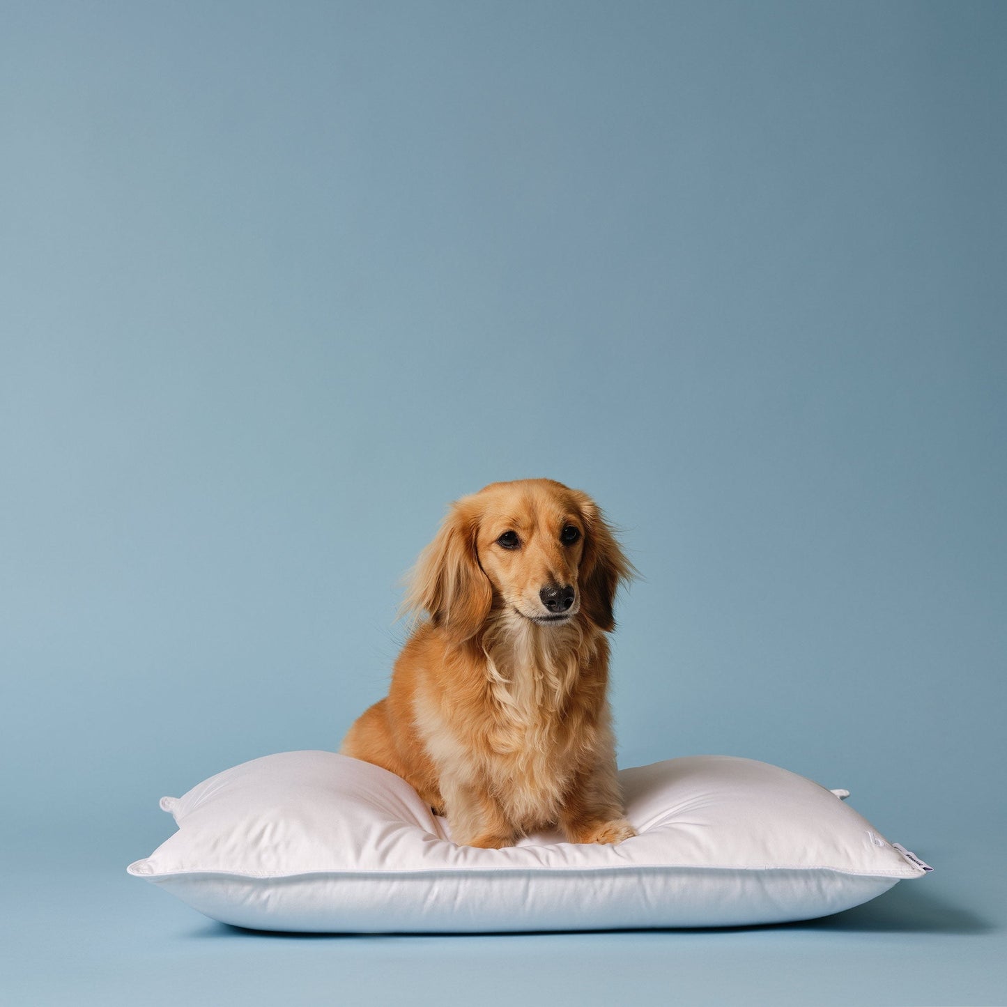 Down Pillow